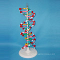 High Quality Medical Research DNA Enlarged Model School Supply